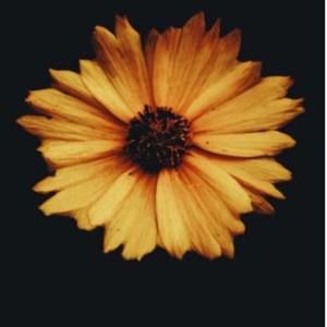 Meet your Posher, Bertha